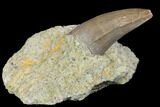Jurassic Crocodile (Goniopholis?) Tooth - Colorado #152040-2